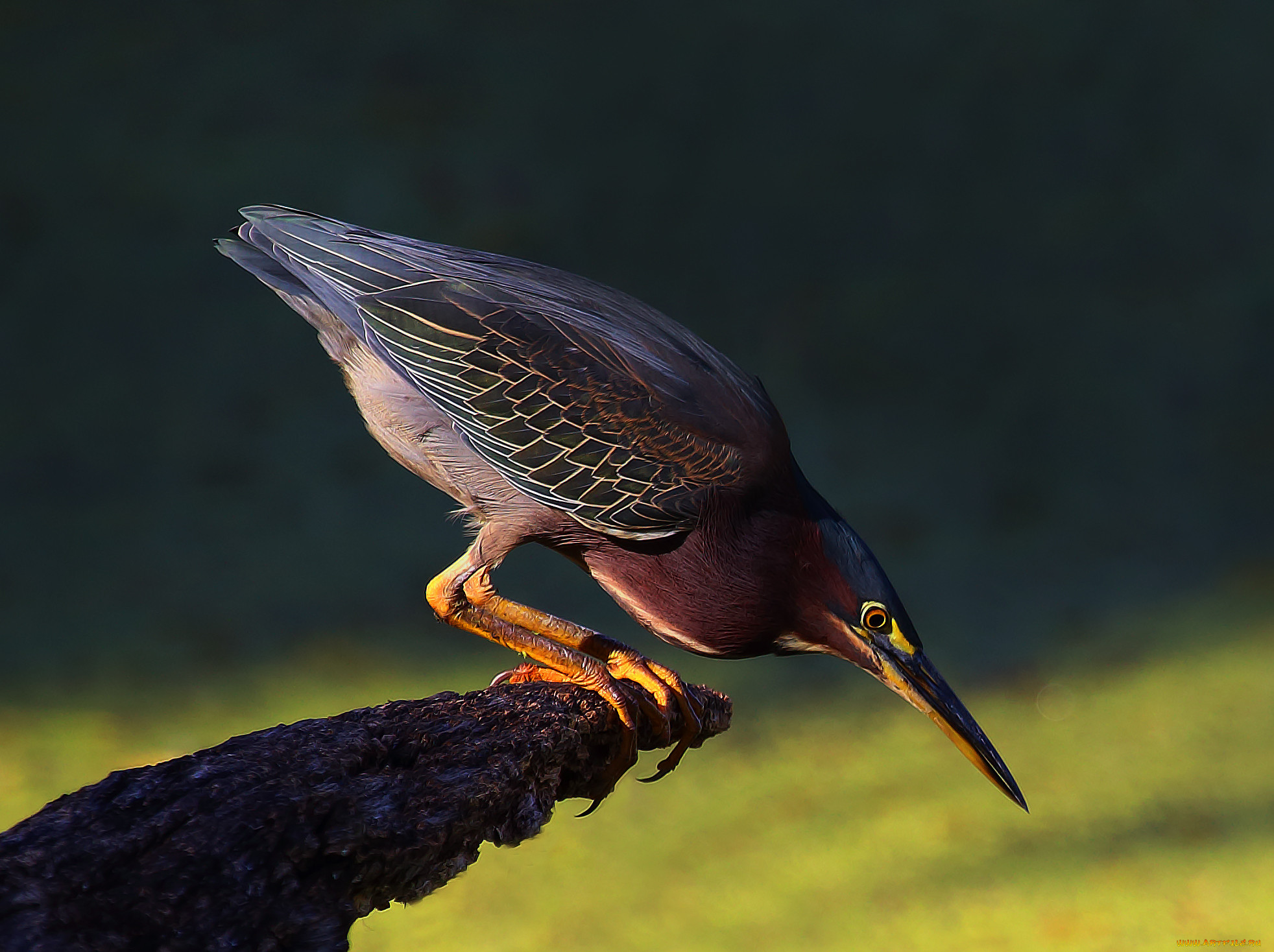 green heron, , ,  , , 